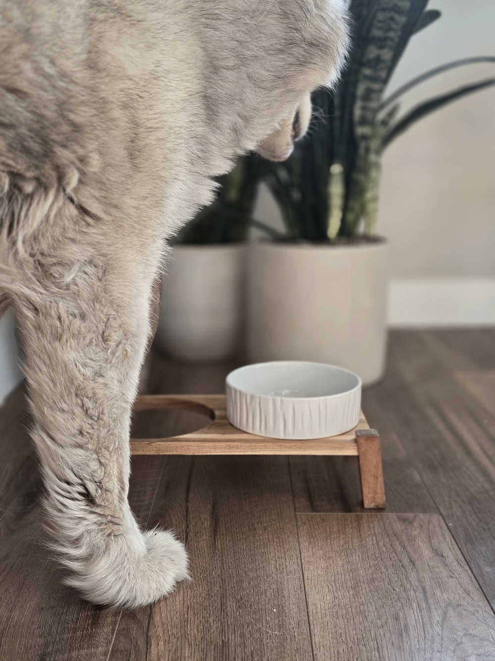 Reddy Elevated Dog Bowl - Wood Stand & Ceramic Bowl - Picture 2 of 5